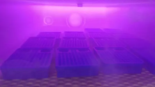 Cold plasma in a chamber